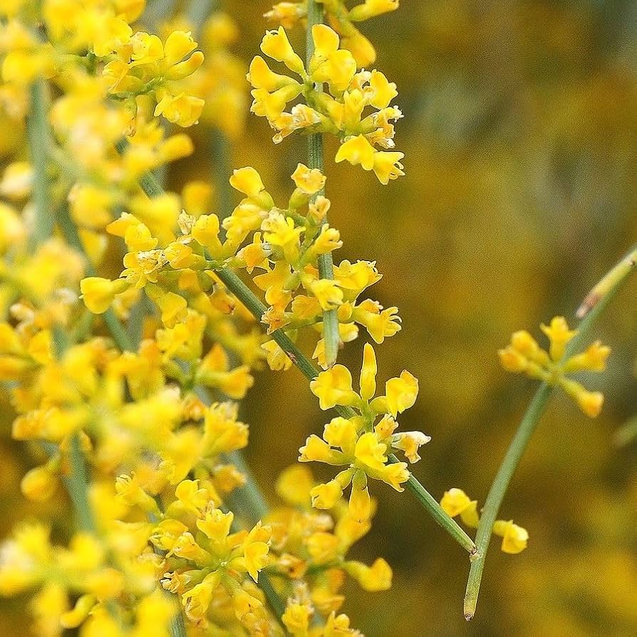 Retama Sphaerocarpa Flower Seeds – Heirloom Non-GMO Yellow Broom Blooms ...