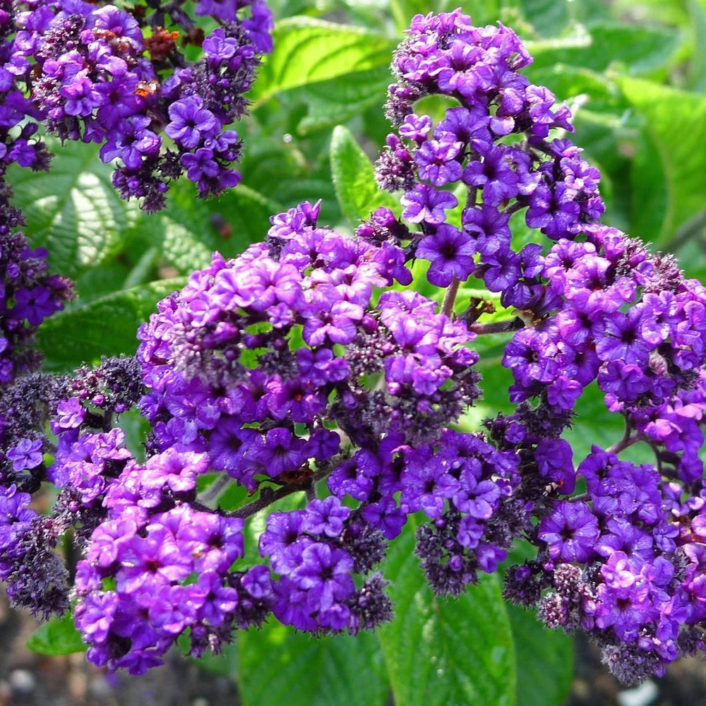 planting heliotrope seeds Heirloom Heliotrope Marine Flower Seeds, Non-GMO Fragrant Purple Blooms for  Pollinator Garden Planting