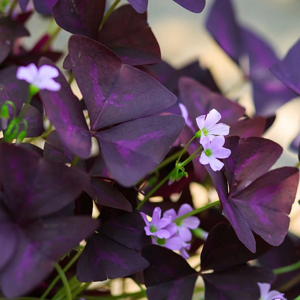 oxalis plant that shoots seeds Purple Oxalis Stricta Plant Seeds – Heirloom, Non-GMO Seeds for Planting  Colorful Foliage