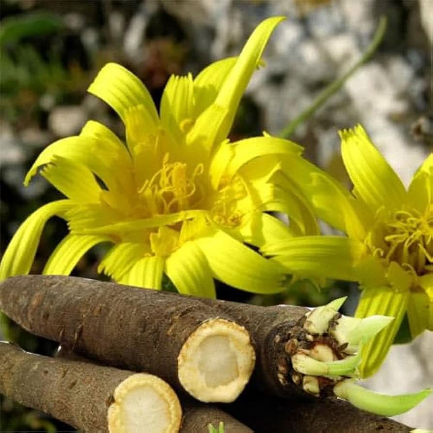 Salsify White Salsify Plant Seeds Dharaseeds 