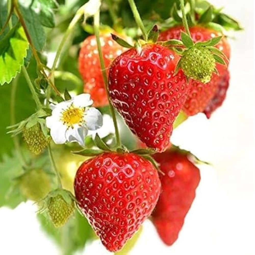 red climbing strawberry seeds Red Climbing Strawberry Garden Seeds