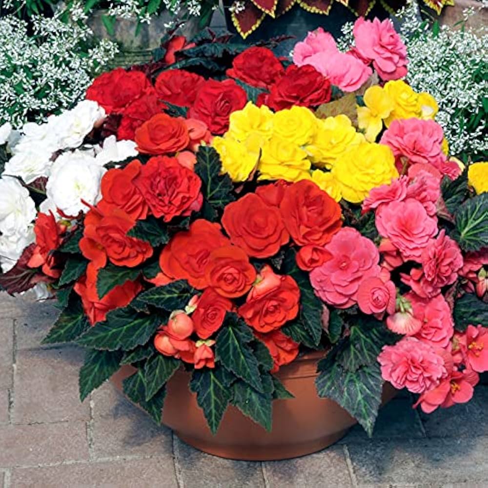 フラワー Begonia Seeds - Begonia Semperflorens Mixed for Planting – Dharaseeds