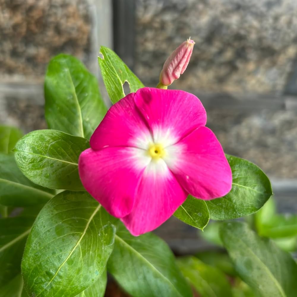 vinca flower seeds Rose Halo Periwinkle Seeds – Fragrant Vinca Annual with Rosy Accents