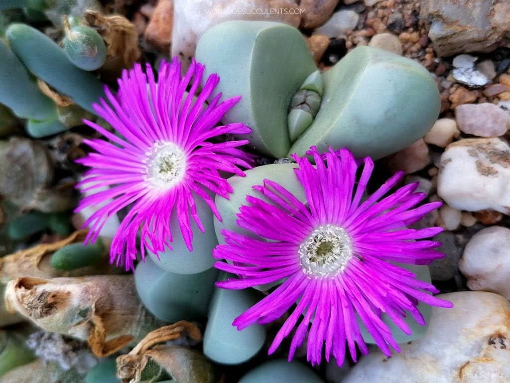 stone plant seeds Argyroderma Seeds – Unique Succulent Living Stone Plants – Dharaseeds