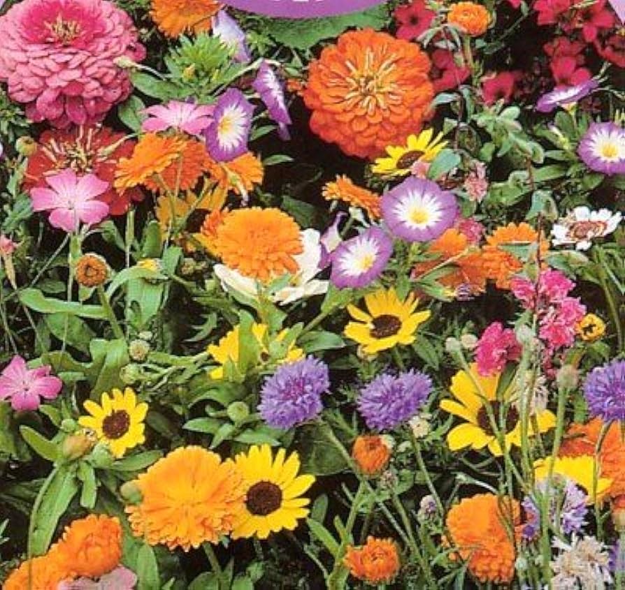 mixed annual flower seeds Seeker Mixed Flower Seeds – Pollinator-Friendly Blend – Dharaseeds