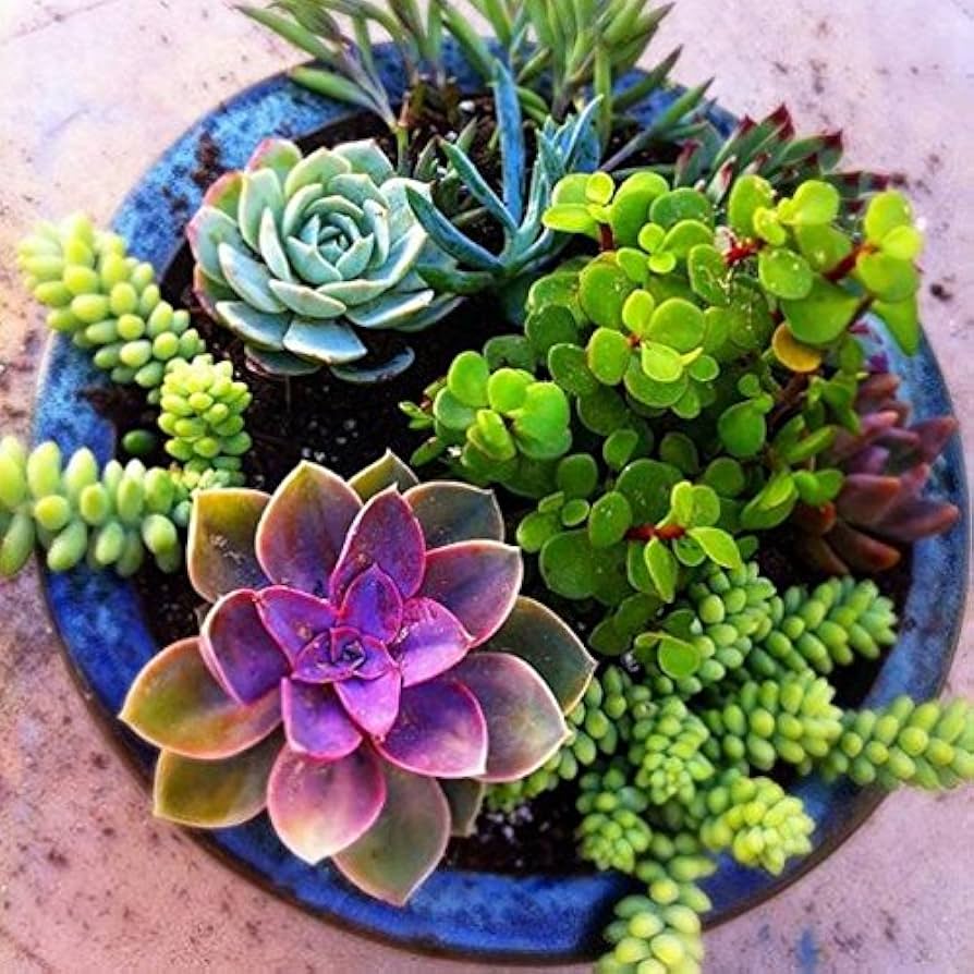 cactus flower seeds Flores Succulent & Cactus Seeds