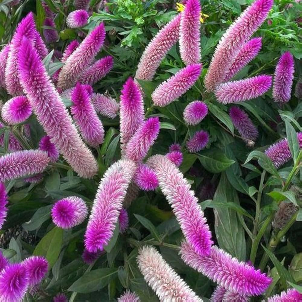 Celosia Caracas Plant