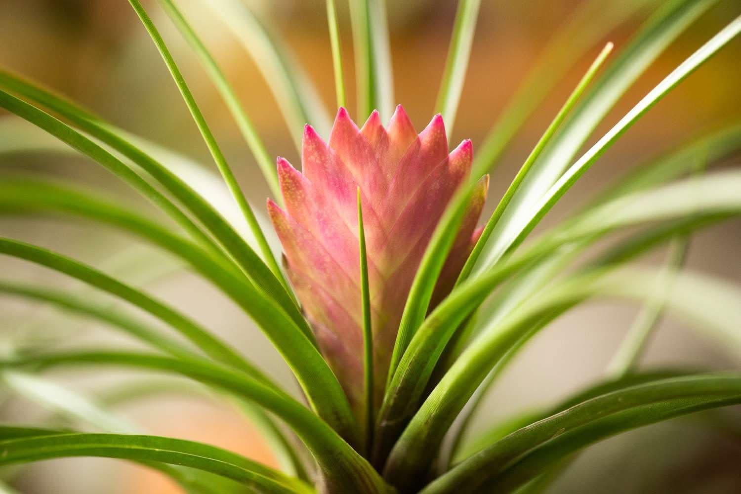 Heirloom Non-GMO Tillandsia Cyanea Flower Seeds for Planting – Pink Quill  Air Plant Blooms