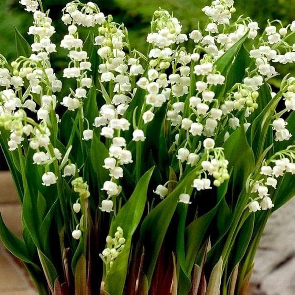 Lilly Of The Valley Seeds