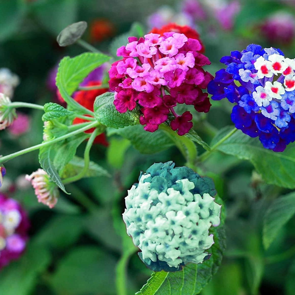 Buy Lantana Seeds