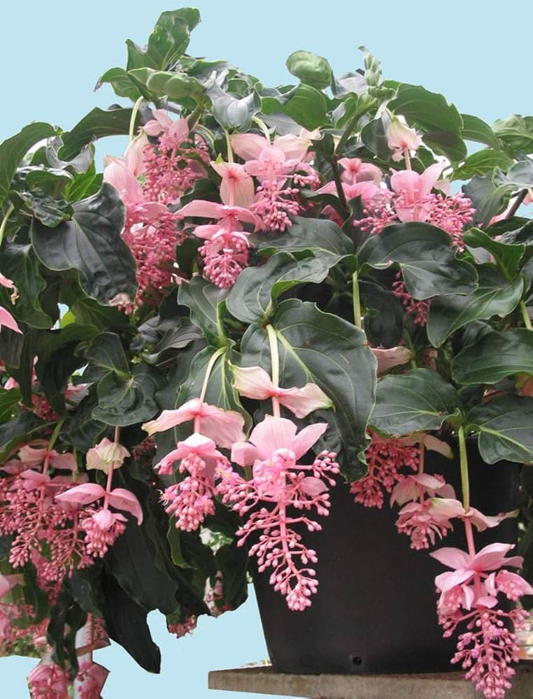 chandelier succulent Chandelier Plant Seeds – Unique Succulent Garden Seeds – Dharaseeds