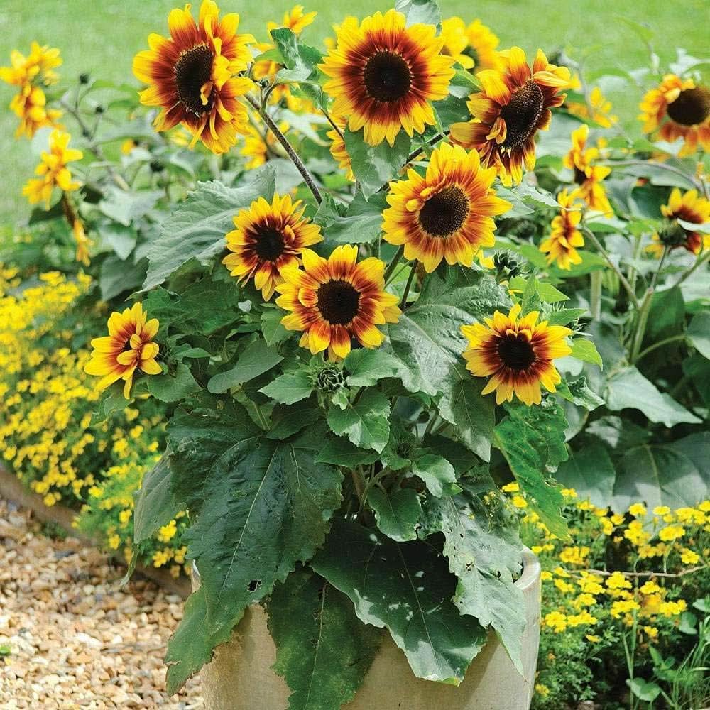 Heirloom Non-GMO Sunflower Bonsai Flower Seeds for Planting – Miniature  Decorative Garden Blooms