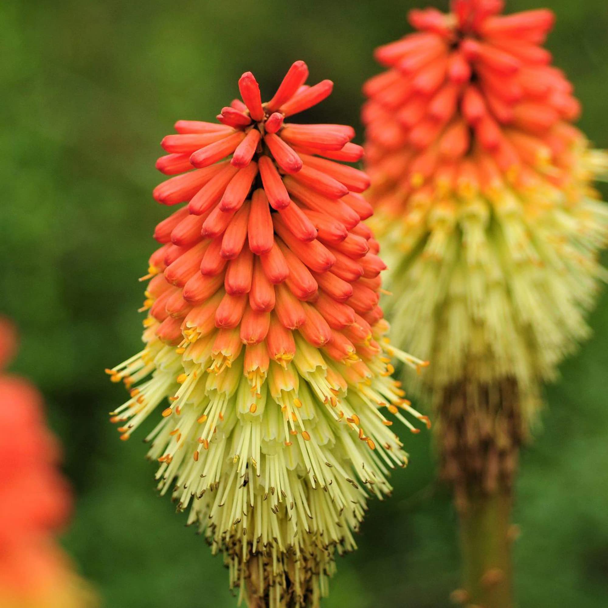 Red Hot Poker Flower Seeds for Planting Bulk Garden Borders – Dharaseeds