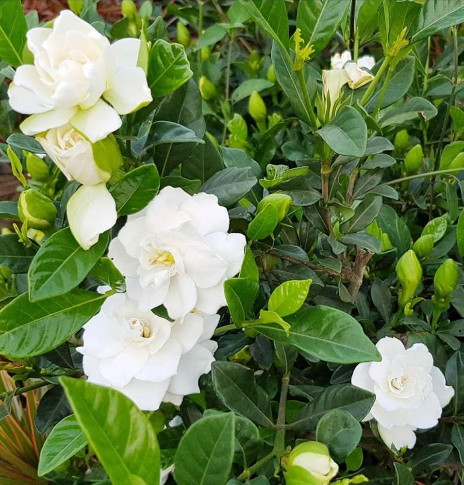 evergreen flower seeds Heirloom Non-GMO Gardenia Flower Seeds for Planting – Fragrant White  Evergreen Garden Blooms