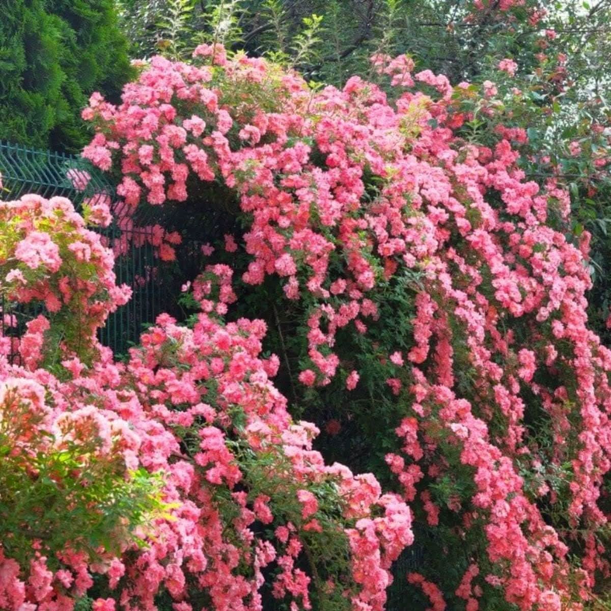 Climbing Rose Seeds  Heirloom Non-GMO Vertical Garden Blooms  Dharaseeds