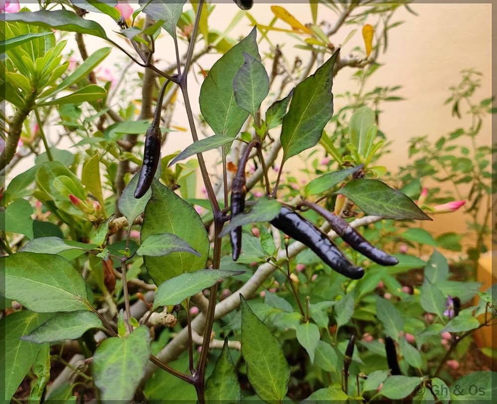 Royal Black Hot Pepper Capsicum annuum vegetable seeds for decorative