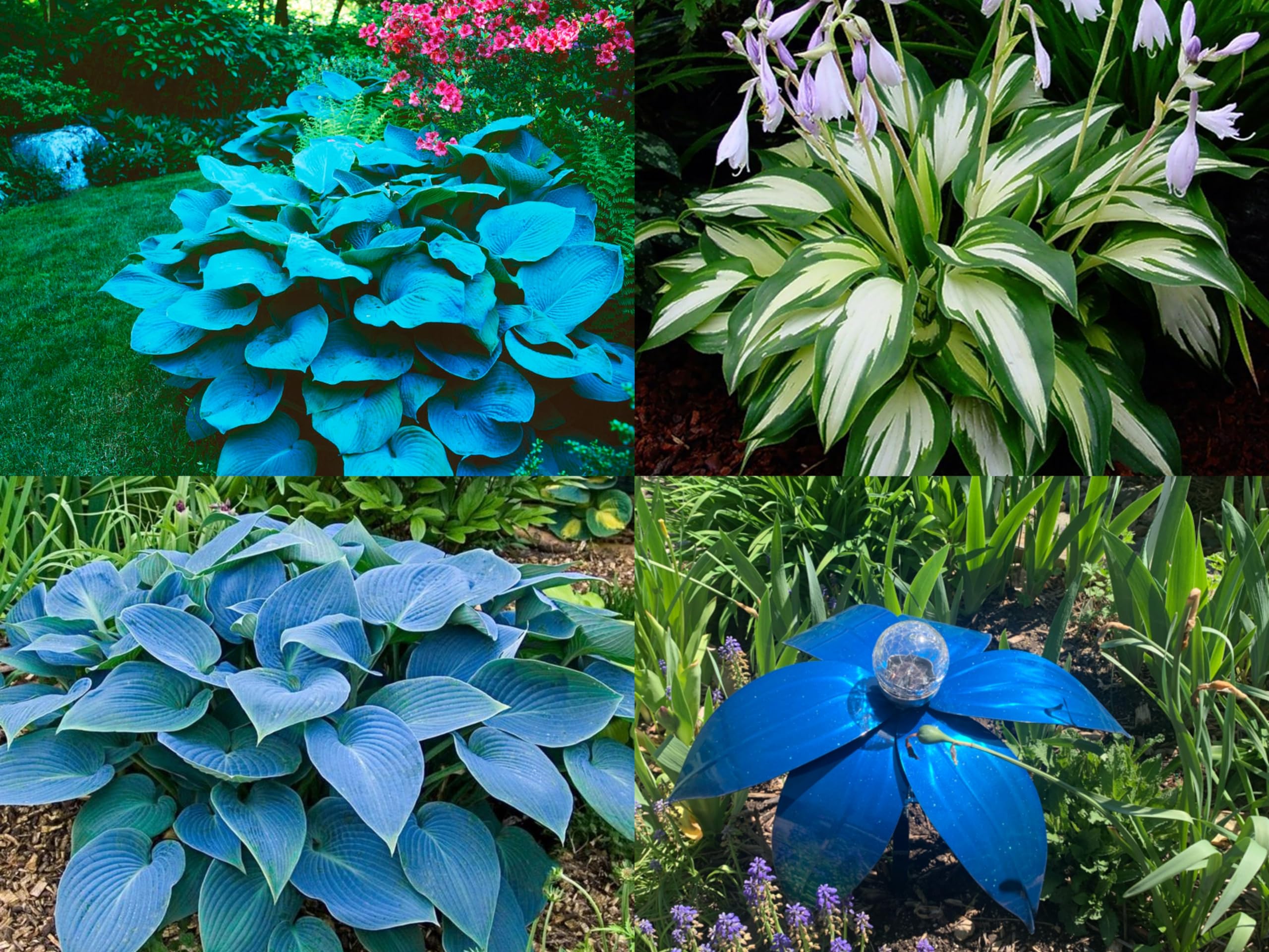 Hosta Flowering Plant Seeds for Shade Gardens – Dharaseeds