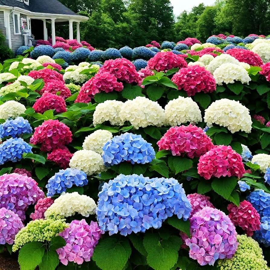 Hydrangea Seeds
