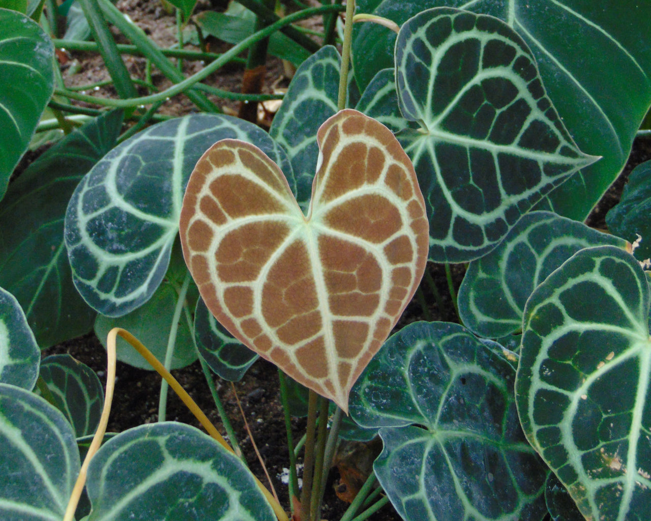 plantation anthurium Anthurium clarinervium Plant seeds - Heirloom and Non-GMO garden seeds for  Planting