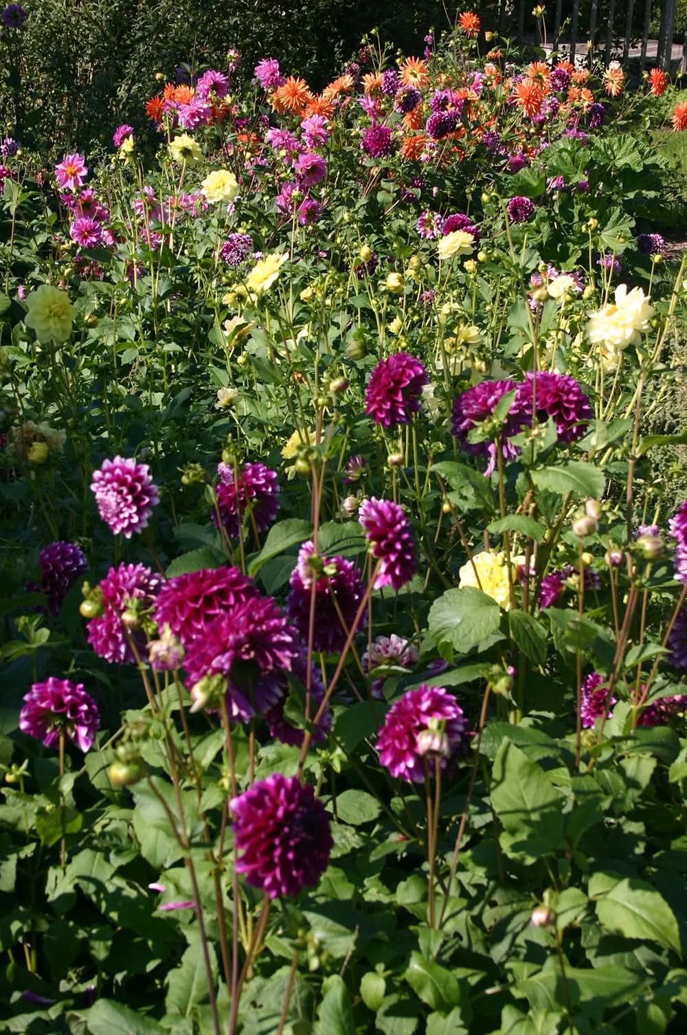 heirloom dahlia seeds Heirloom Dahlia Flower Seeds – Stunning Garden Blooms