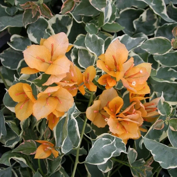 Delta Dawn Bougainvillea Flower Seeds for Planting - Heirloom and Non-GMO  Garden seeds