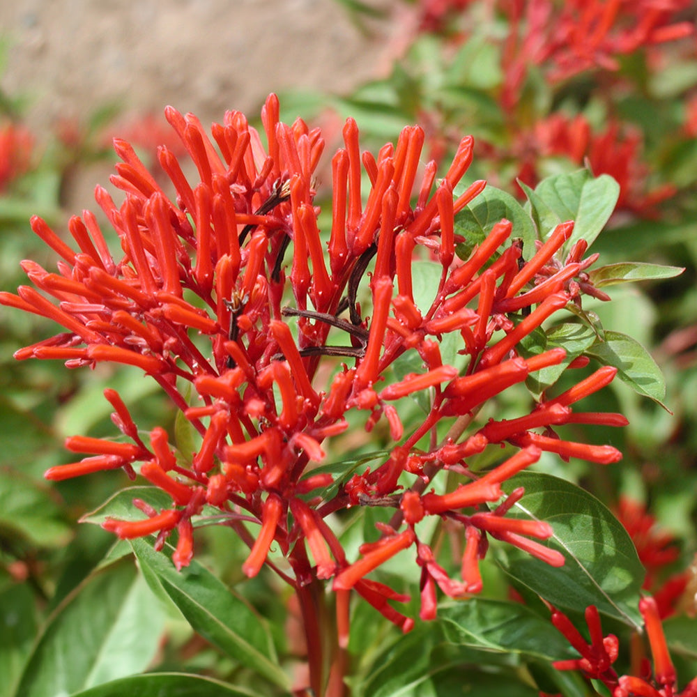 Heirloom Hamelia Patens Flower Seeds Non GMO Firebush Blooms For heirloom-hamelia-patens-flower-seeds-non-gmo-firebush-blooms-for