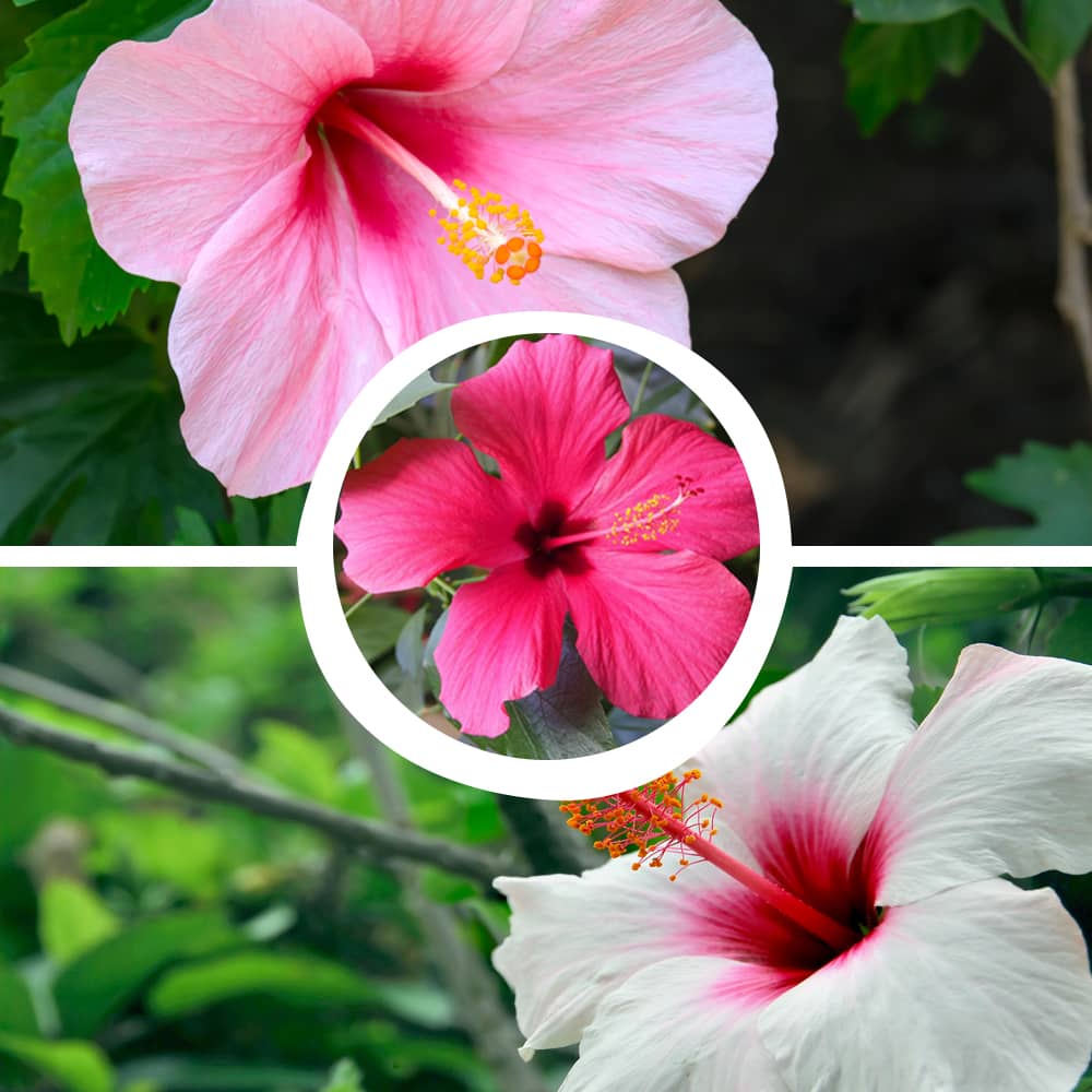 pink hibiscus flower seeds Hibiscus Rosa-Sinensis Mixed Seeds – Vibrant Blooms for Gardens – Dharaseeds