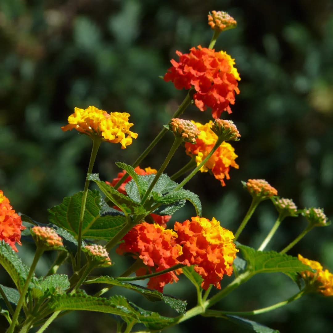 Buy Lantana Seeds