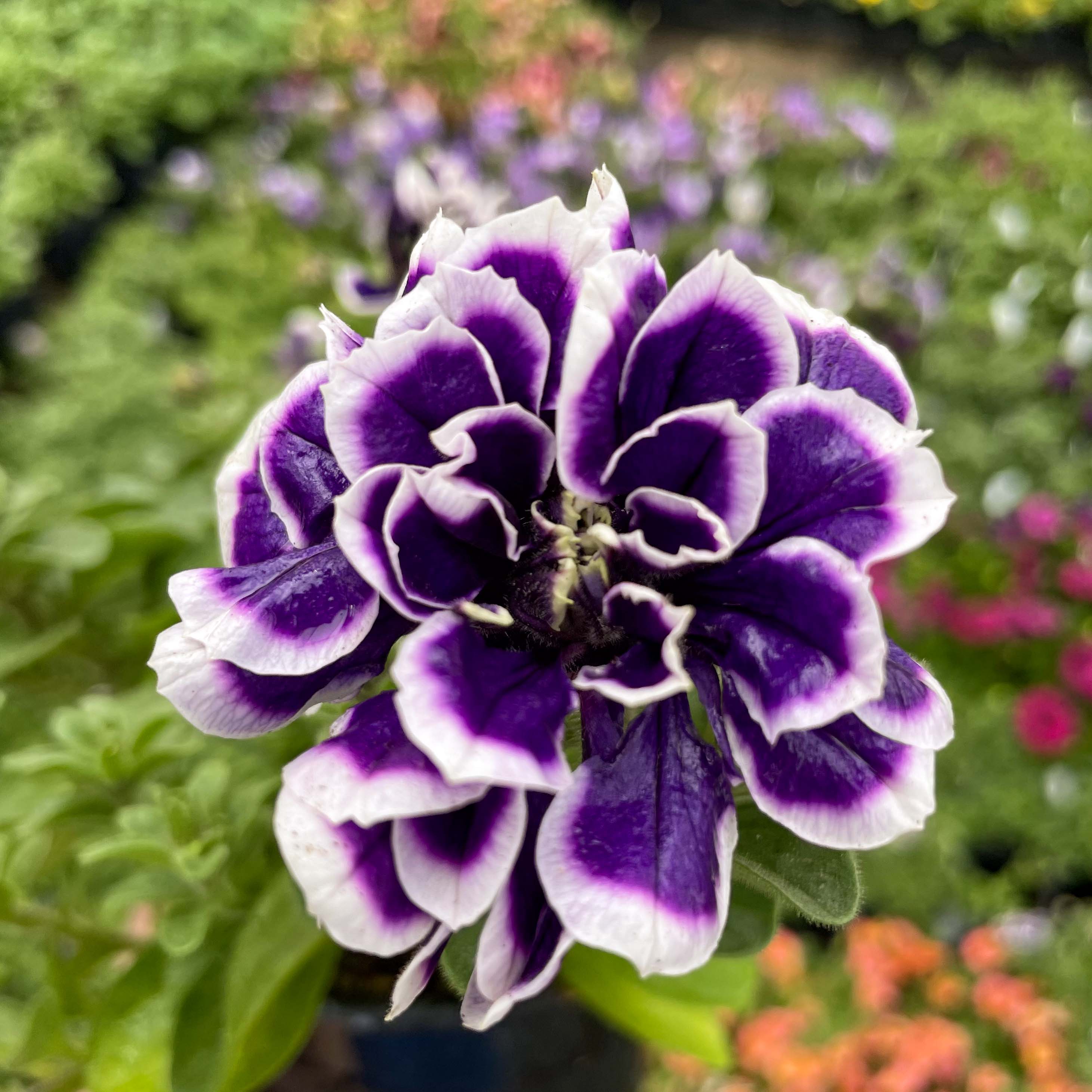 Petunia Hybrida Double Petals Seeds – Vibrant Garden Blooms