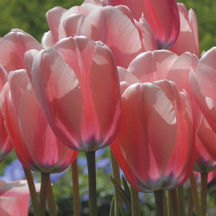 tulip flower seeds Heirloom Tulip Flower Seeds for Planting
