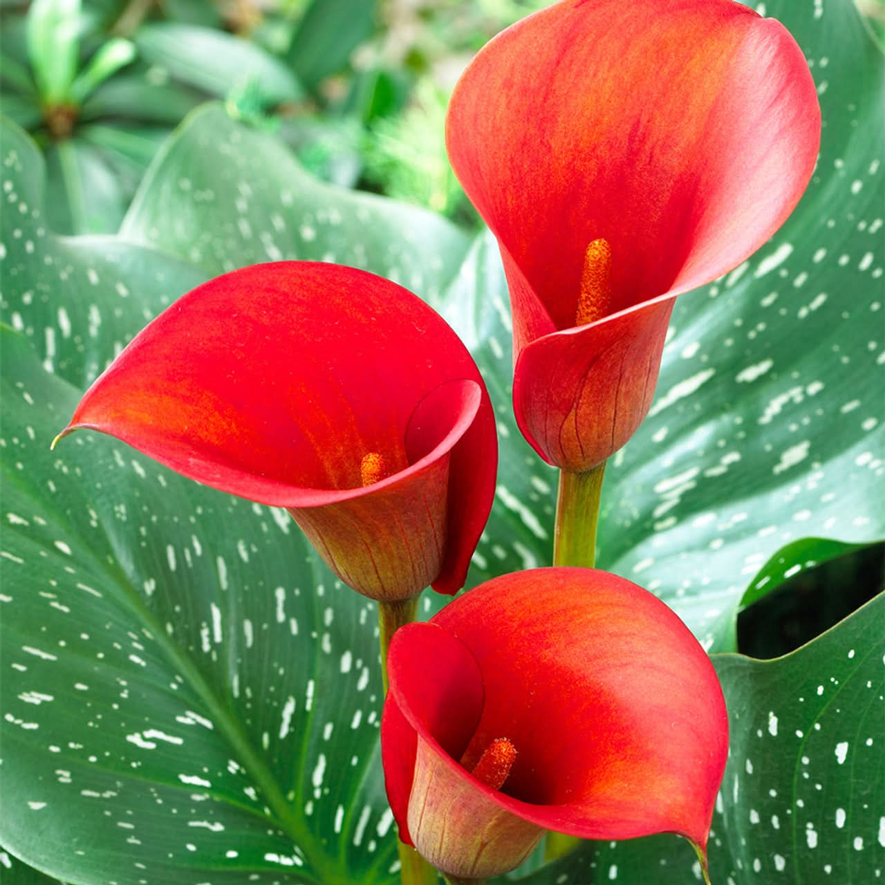 Zantedeschia Seeds – Heirloom Red Calla Lily Blooms – Dharaseeds