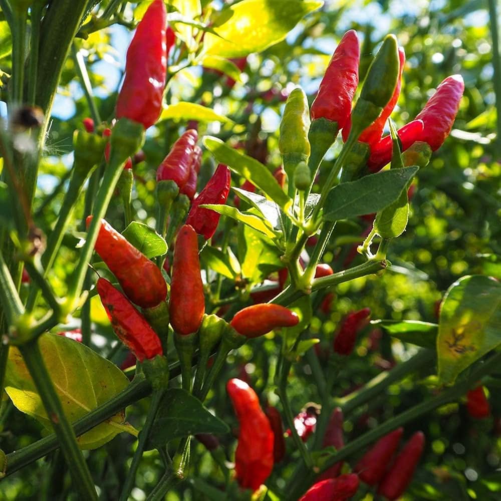 African Bird's Eye Pepper Seeds – Capsicum frutescens, Hot Pepper, Kitchen  Garden Growing – Dharaseeds