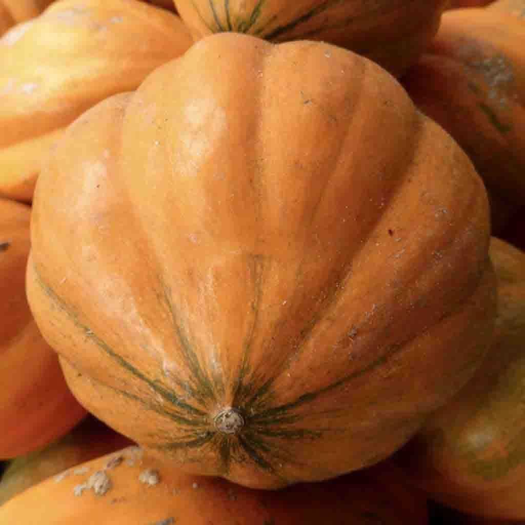 amish garden seeds Amish Pie Squash Seeds – Heirloom, Non-GMO Variety – Dharaseeds