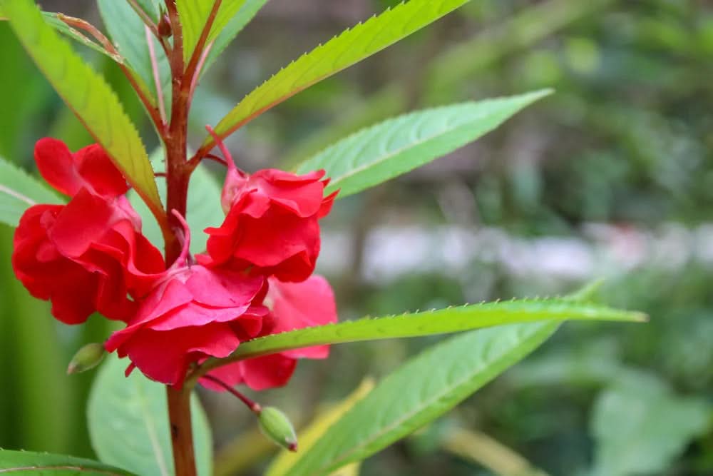 flower seeds that grow in shade Impatiens Carousel Seeds – Colorful Shade-Loving Flower Seeds – Dharaseeds
