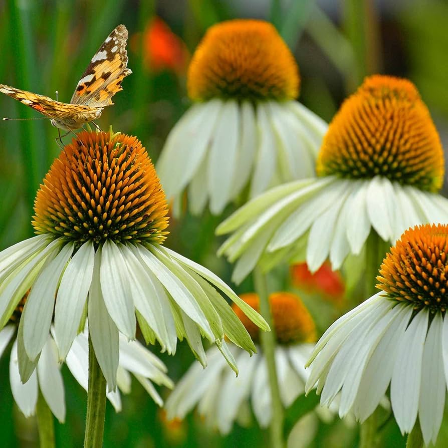 white swan echinacea seeds Echinacea White Swan coneflower seeds for long-blooming perennial beds