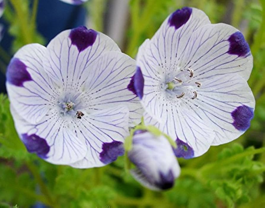 low growing flower seeds Five Spot Seeds – Nemophila Low-Growing Annual Variety – Dharaseeds