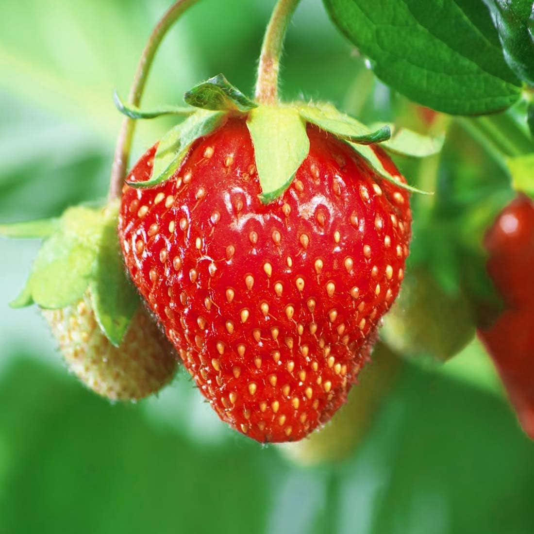giant red strawberry seeds Fragaria ananassa Seeds Strawberry Seeds – Giant Strawberry Variety – Dharaseeds