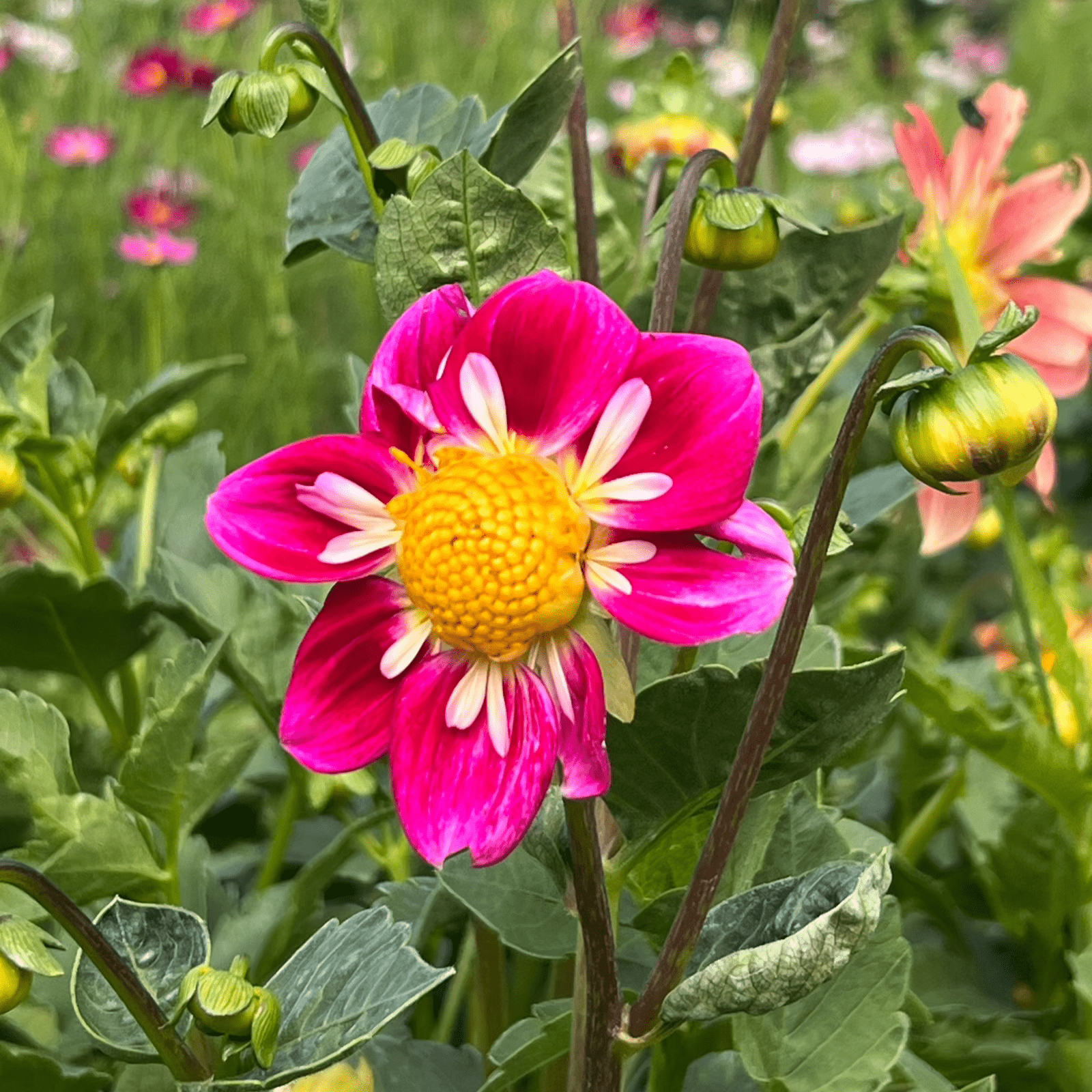 unique seeds for garden Heirloom Harlequin Flower Seeds – Vibrant Striped Blooms for Unique Garden Charm