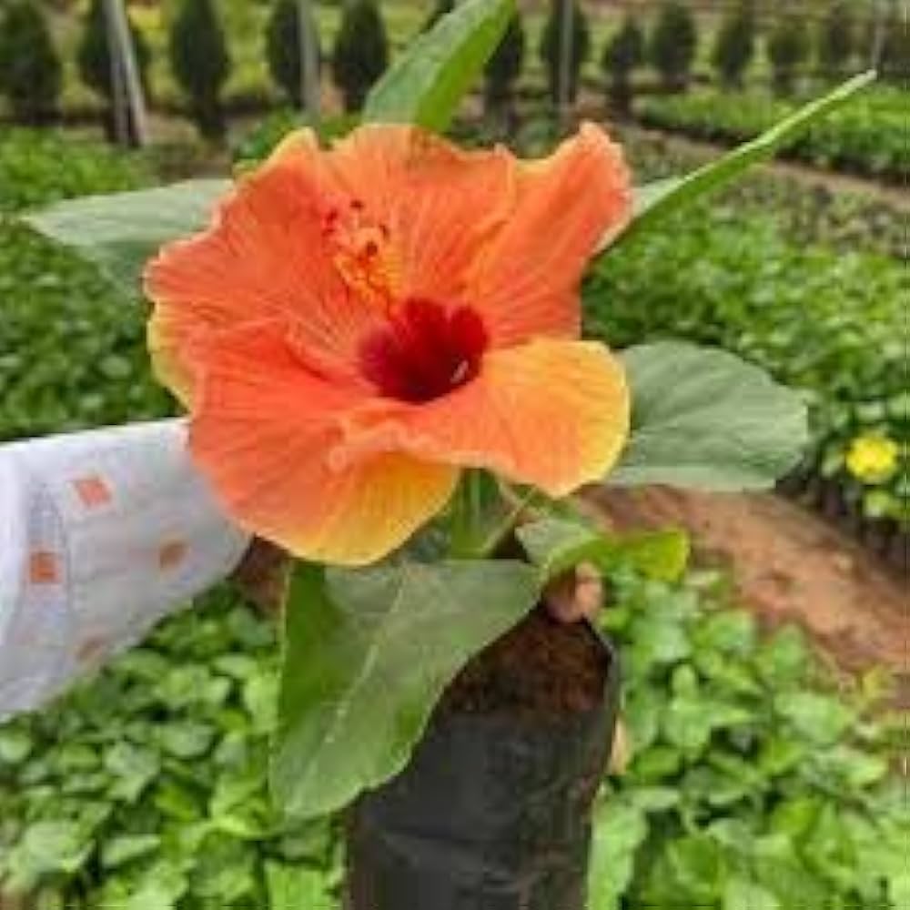 hibiscus seeds for planting Hibiscus Giant Orange & Red Seeds – Tropical Exotic Garden Variety – Dharaseeds