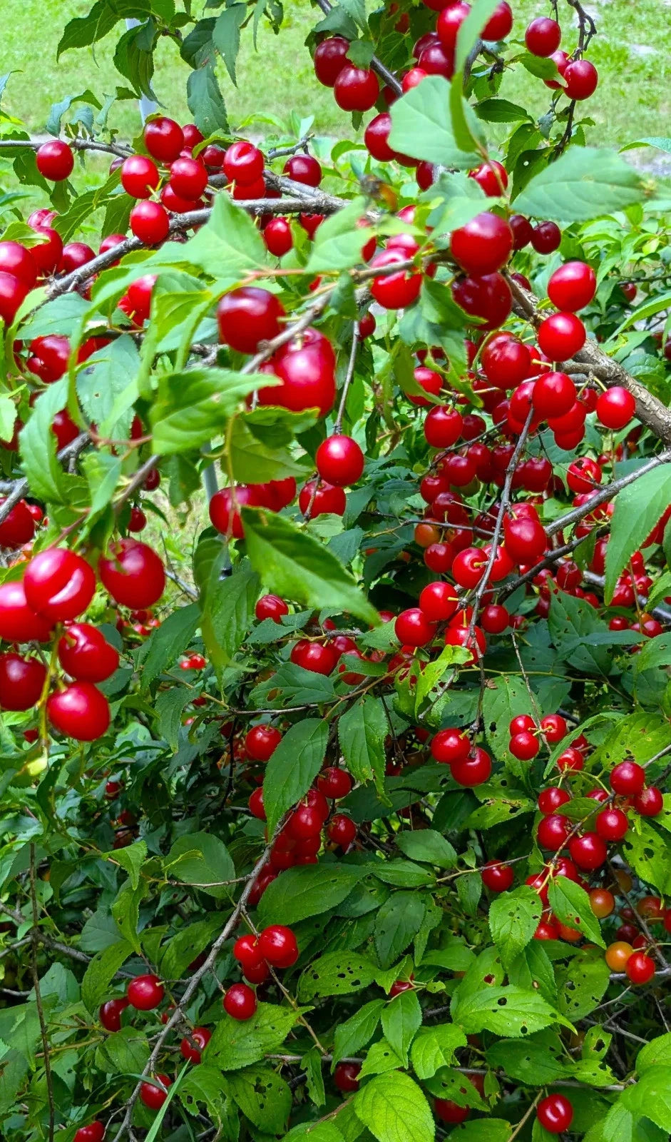 Cherry Seeds (US Common Name) – Hiromi Dwarf Cherry Tree, Heirloom