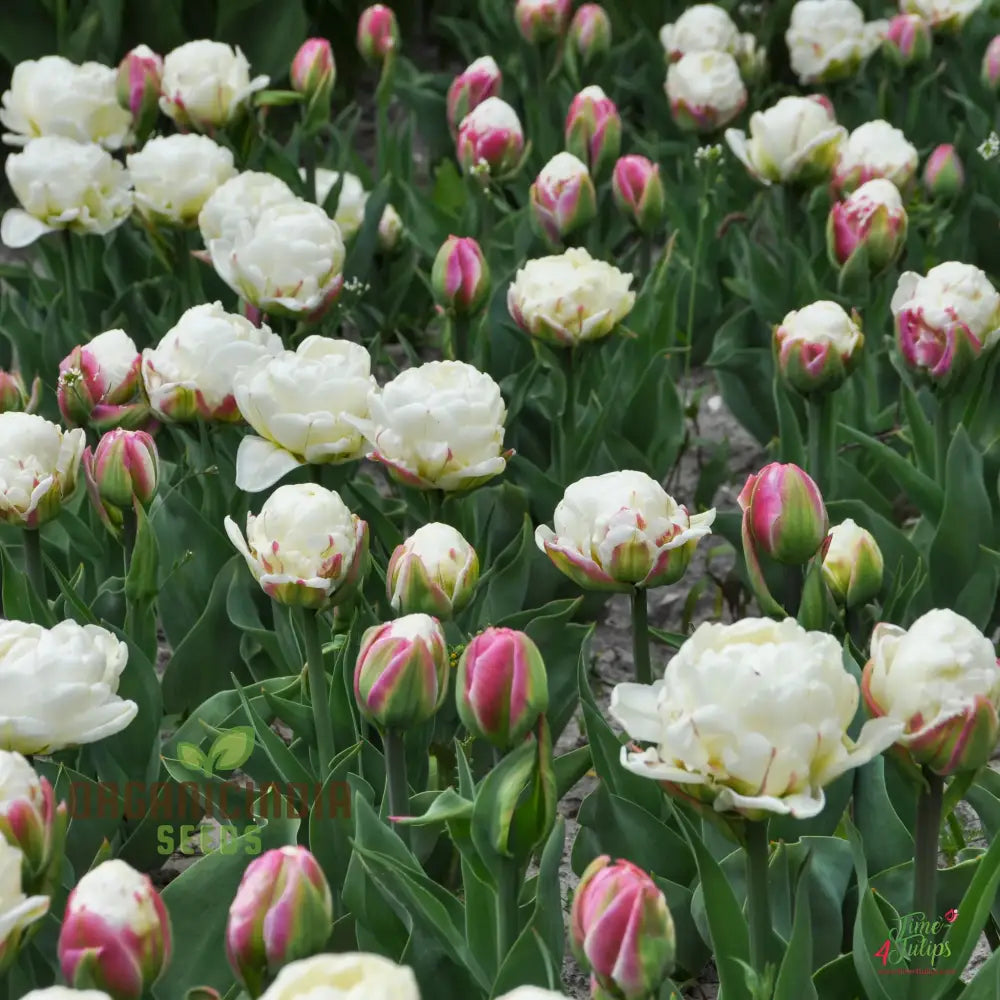 tulip flower seeds Ice Tulip Flower Seeds – Tulipa spp for Flower Bed – Dharaseeds