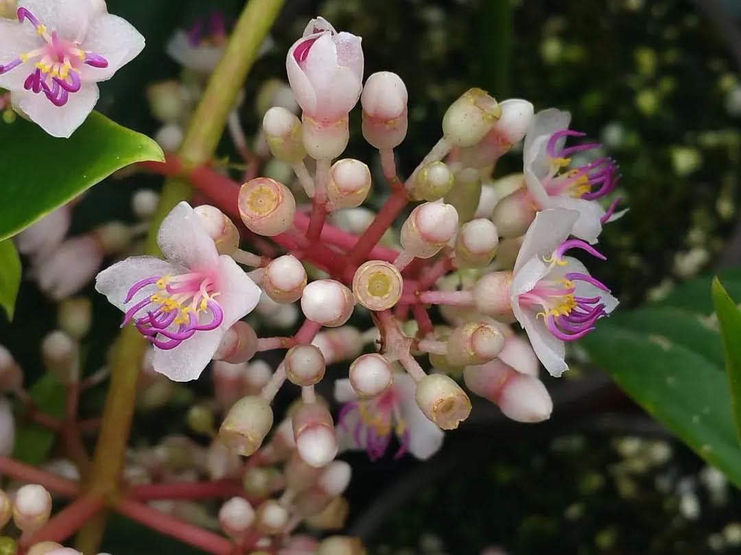 orchid flower seeds Malaysian Orchid Seeds – Heirloom Exotic Tropical Blooms – Dharaseeds