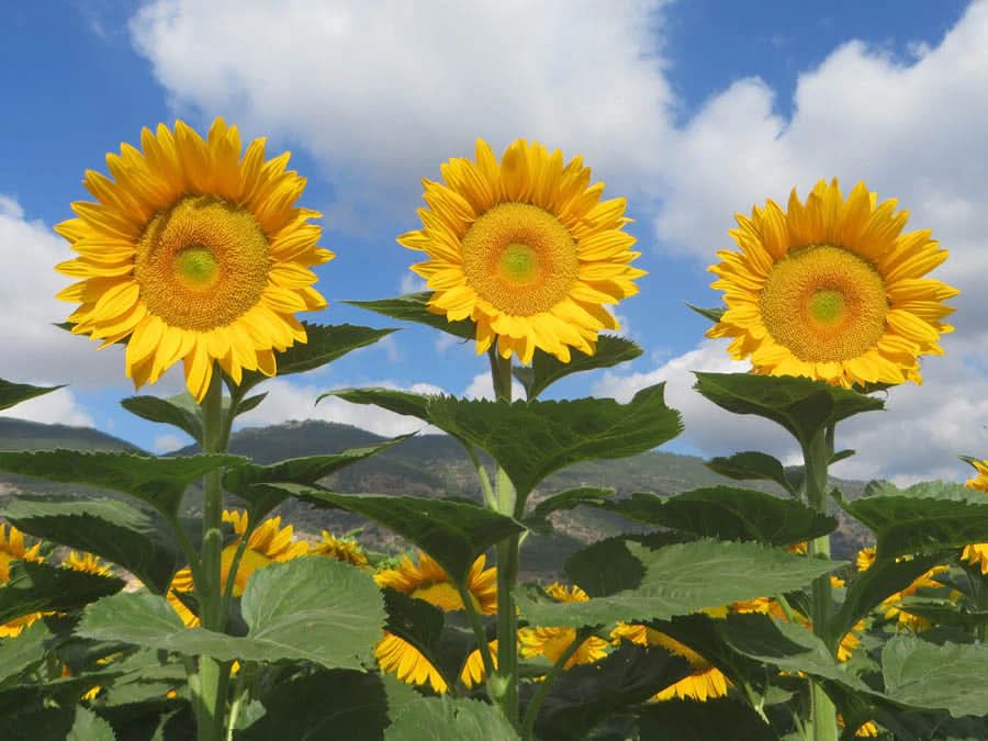 free sunflower seeds to plant Sunrich Gold Sunflower Seeds for Planting – Bright, Pollen-Free Blooms for  Cutting Gardens