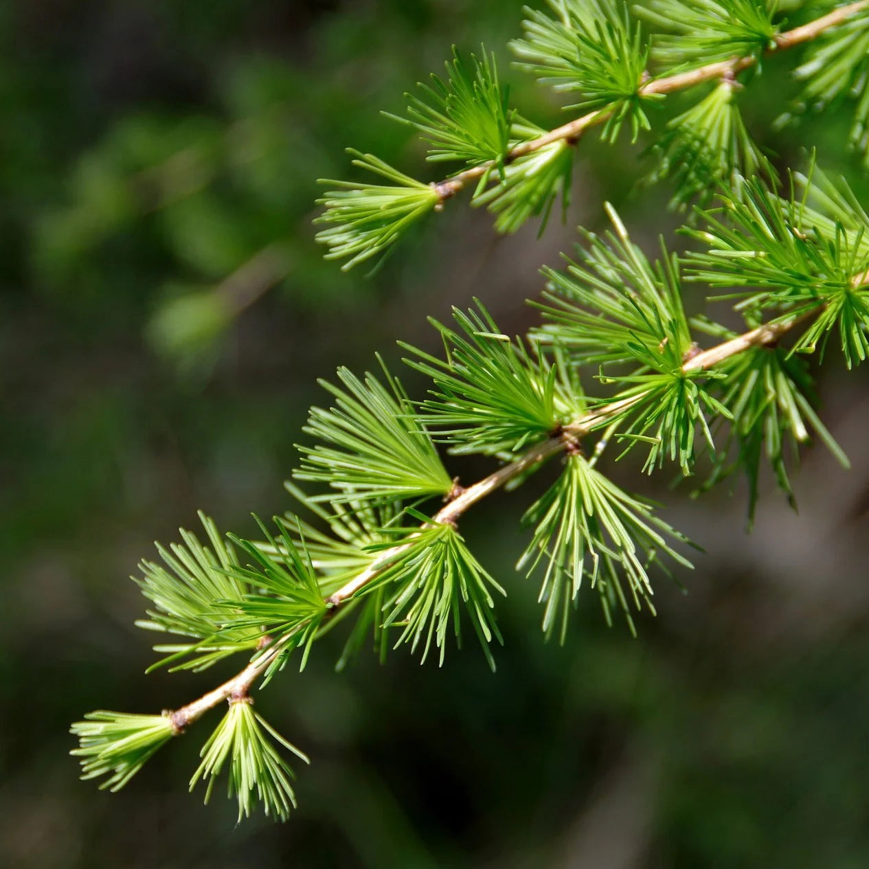 Larix Seeds - Occidentalis Heirloom Non-GMO Tree Seeds - Dharaseeds