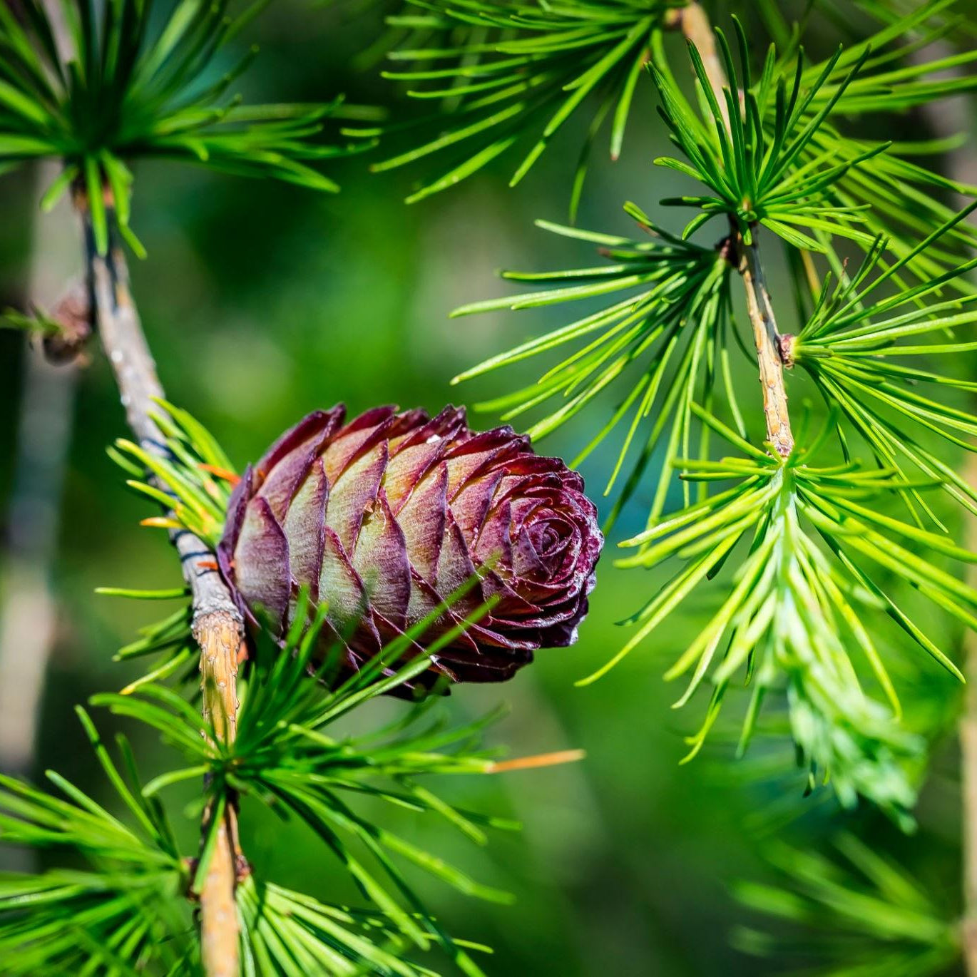 Green Larix Occidentalis Seeds – Larch Tree Seeds - Heirloom, Non-GMO