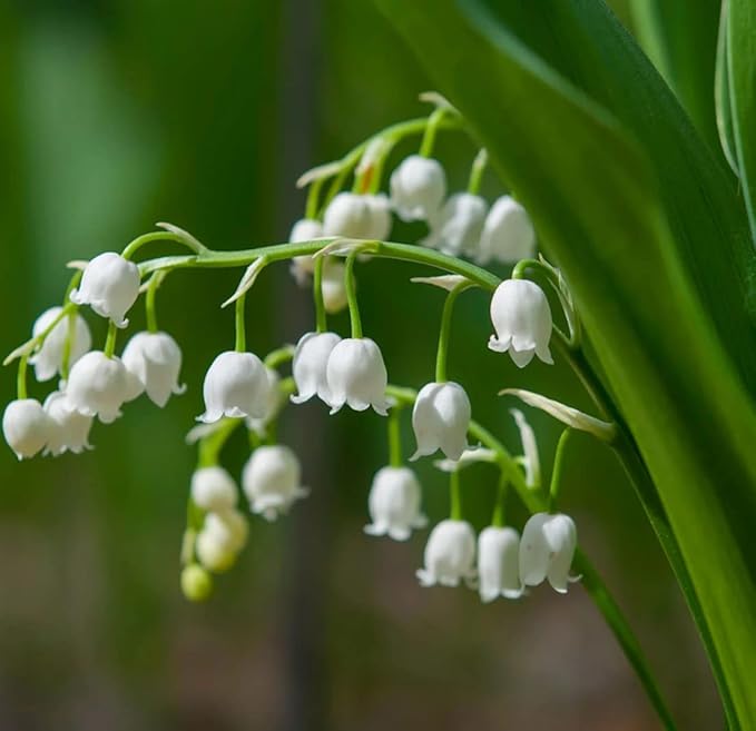 white lily flower seeds Lily Convallaria Majalis White Lily of the Valley Flower Seeds for Planting  – Fragrant Spring Blooms for Shaded Gardens