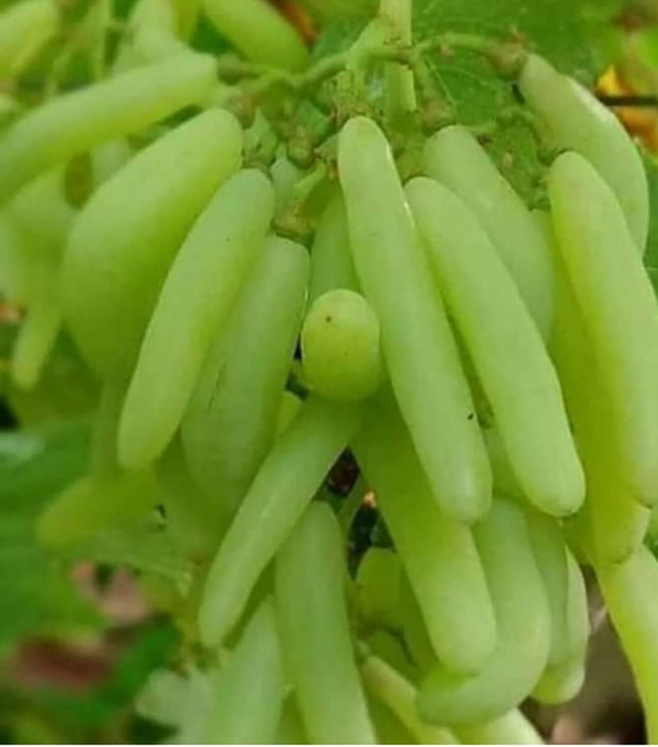 buy grape seeds for planting Moon Drop Green Grape Seeds