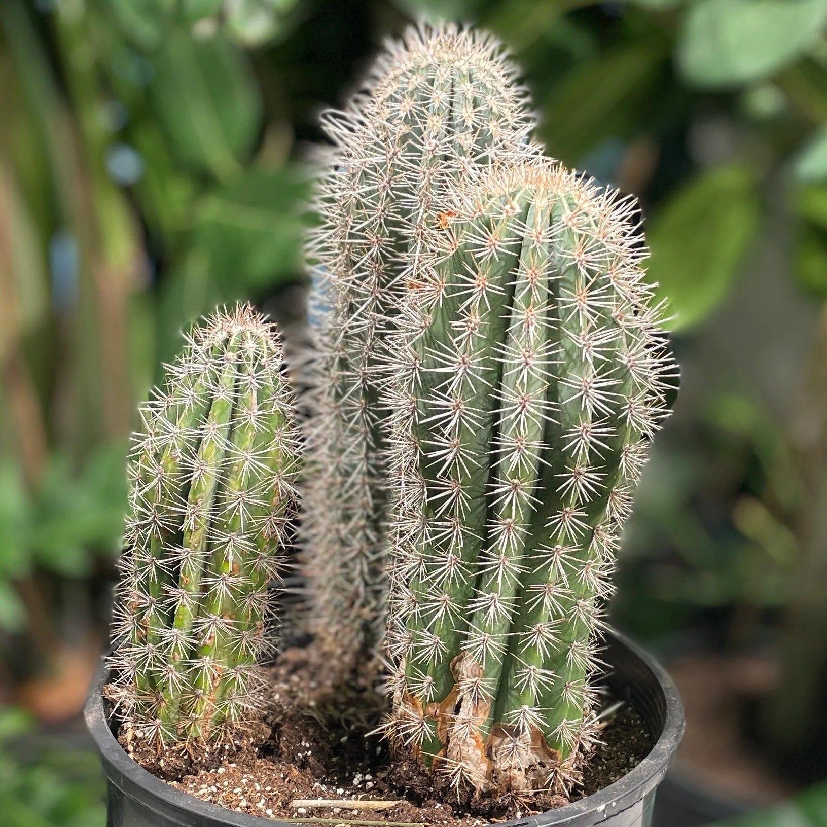 types of cactus seeds Elephant Cactus Pachycereus pringlei succulent seeds for desert landscaping and indoor pot gardening