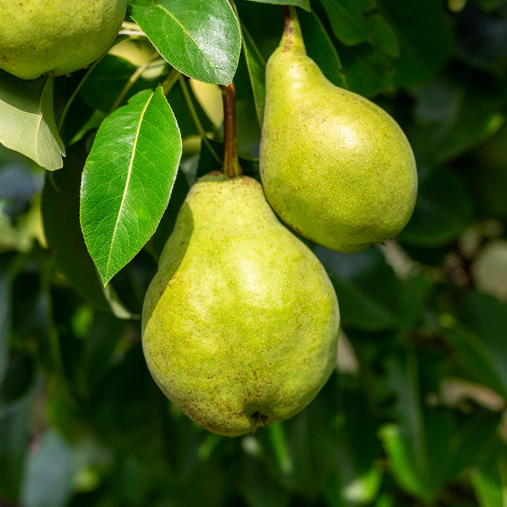 plant pear seeds Pear Pyrus communis Giant Fruit Seeds for Backyard Gardening