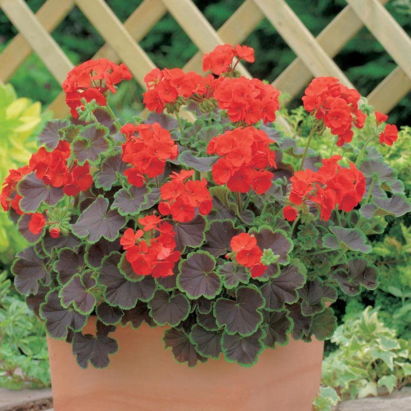 geranium pelargonium seeds Geranium Seeds – Pelargonium Colorful Varieties for Beds & Containers –  Dharaseeds